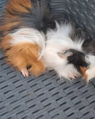cavia porcellino d India femmina
