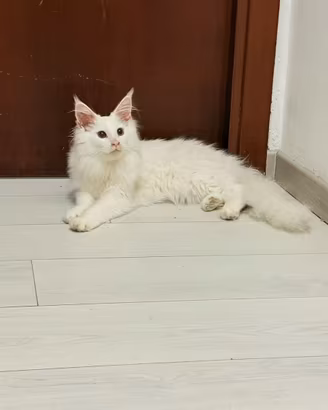 Maine coon
