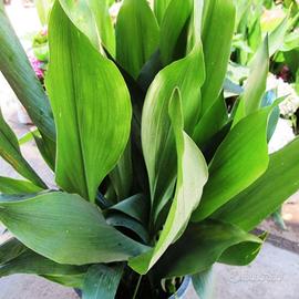 Aspidistra 