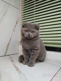 Principessa scozzese di razza pura