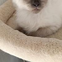 Gattino Siberiano Maschietto