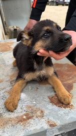 Cuccioli di Pastore Tedesco