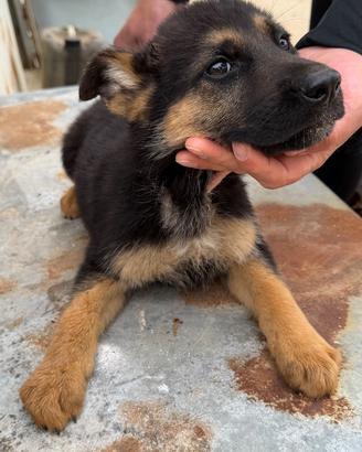 Cuccioli di Pastore Tedesco