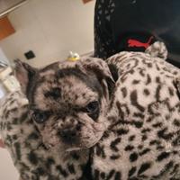 Ultimo cucciolo maschio di bulldog francese merle