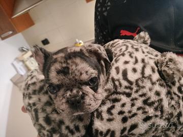 Ultimo cucciolo maschio di bulldog francese merle