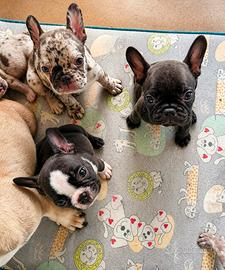Bulldog francese