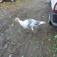 Tacchini taglia leggera da cova