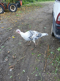 Tacchini taglia leggera da cova