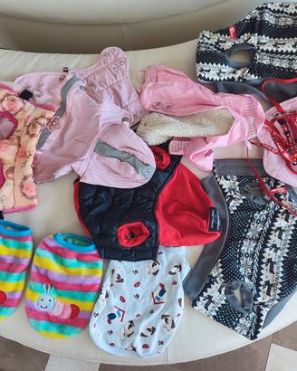 Cane indumenti/Accessori 