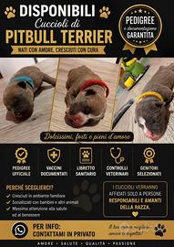 Cucciolata american pitbull terrier