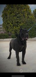 Cuccioli di cane corso
