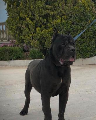 Cuccioli di cane corso