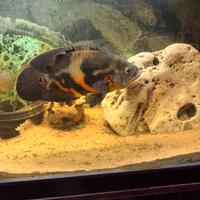 Astronotus Oscar