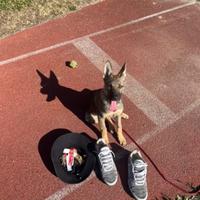 Cucciolo pastore belga 3 mesi