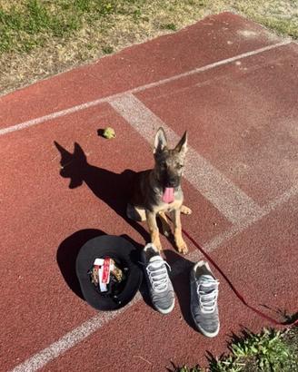 Cucciolo pastore belga 3 mesi