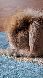 Cuccioli di coniglio ariete nano minlop