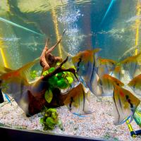 Scalari Manacapuru redback