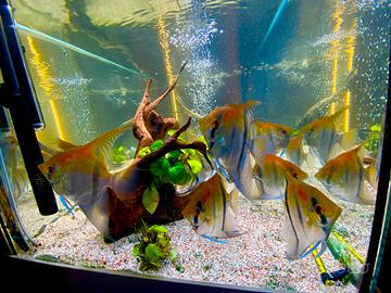 Scalari Manacapuru redback