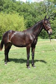 Cavallo/puledro Maremmano Anam