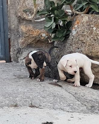 Dogo Argentino x Presa Canario