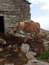 Cavalla Haflinger iscritta