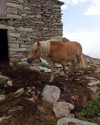 Cavalla Haflinger iscritta