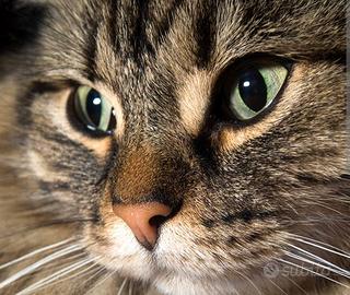 Custode per gatti