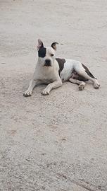 Cuccioli pitbull