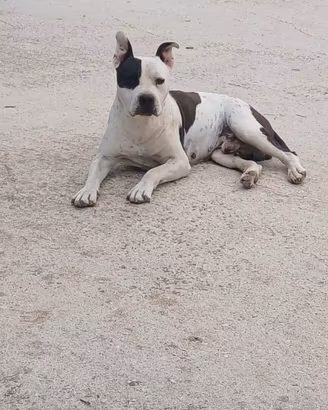 Cuccioli pitbull