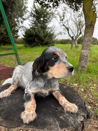 Cuccioli setter inglese