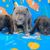 Staffordshire bull Terrier