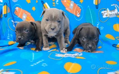 Staffordshire bull Terrier