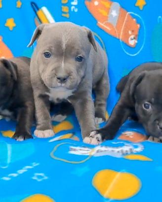 Staffordshire bull Terrier