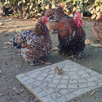 Galli e galline cocincine nane millefiori