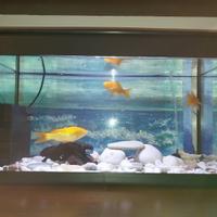 acquario MTB MILO 60 + filtro ASKOLL TRIO