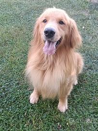 Golden Retriever maschio americano 100%