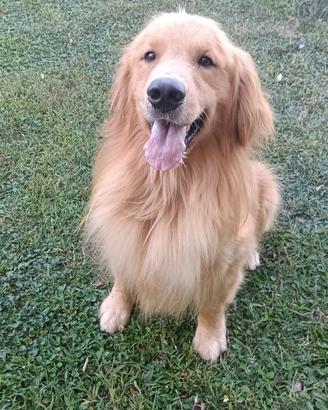 Golden Retriever maschio americano 100%