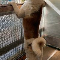 Akita americano maschio