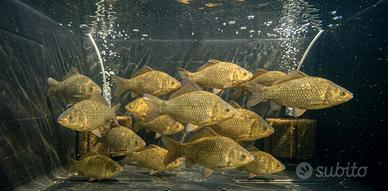 Pesci Carassi da laghetto