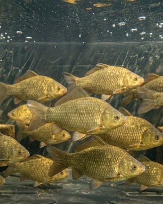 Pesci Carassi da laghetto