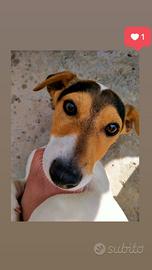 Jack russell