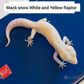 Geco leopardino