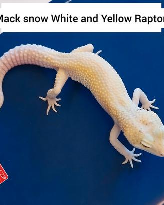 Geco leopardino