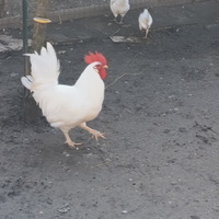 Galli livornese e brahma