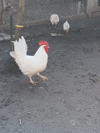 Galli livornese e brahma