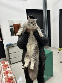 Maine Coon XXl Allevamento autorizzato