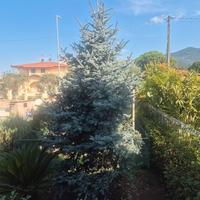 albero argentato 