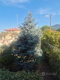albero argentato 