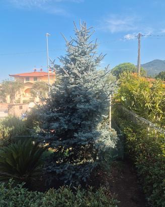 albero argentato 