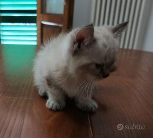 cucciolo di Ragdoll